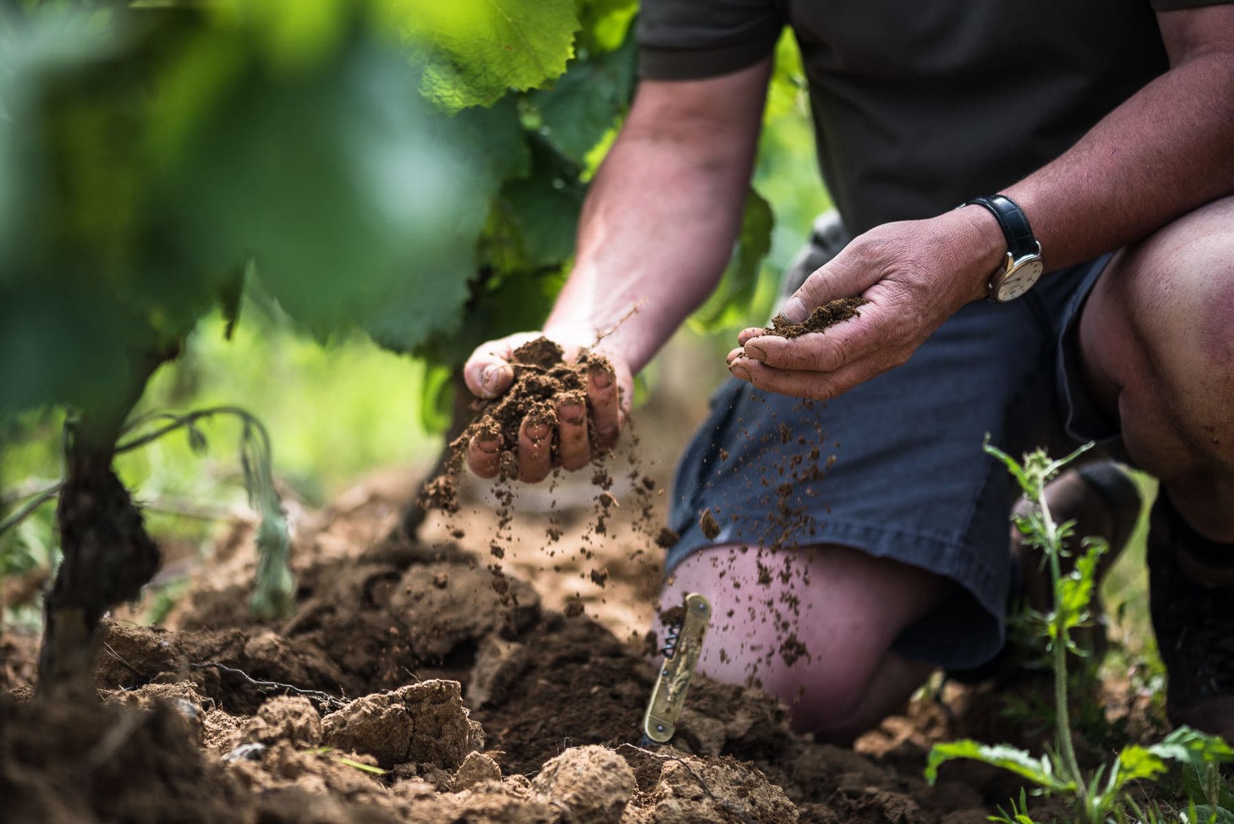 Terroir: o lugar realmente muda o vinho?